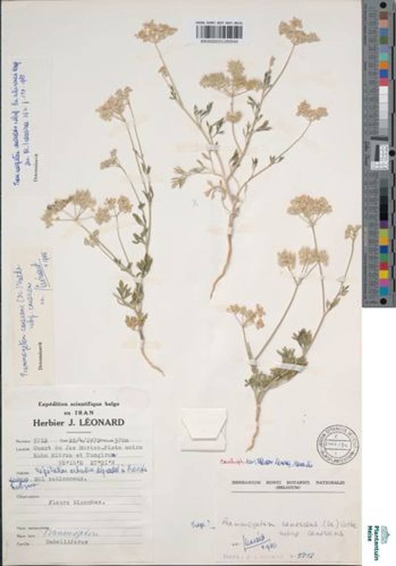 Psammogeton canescens subsp. canescens photo 2