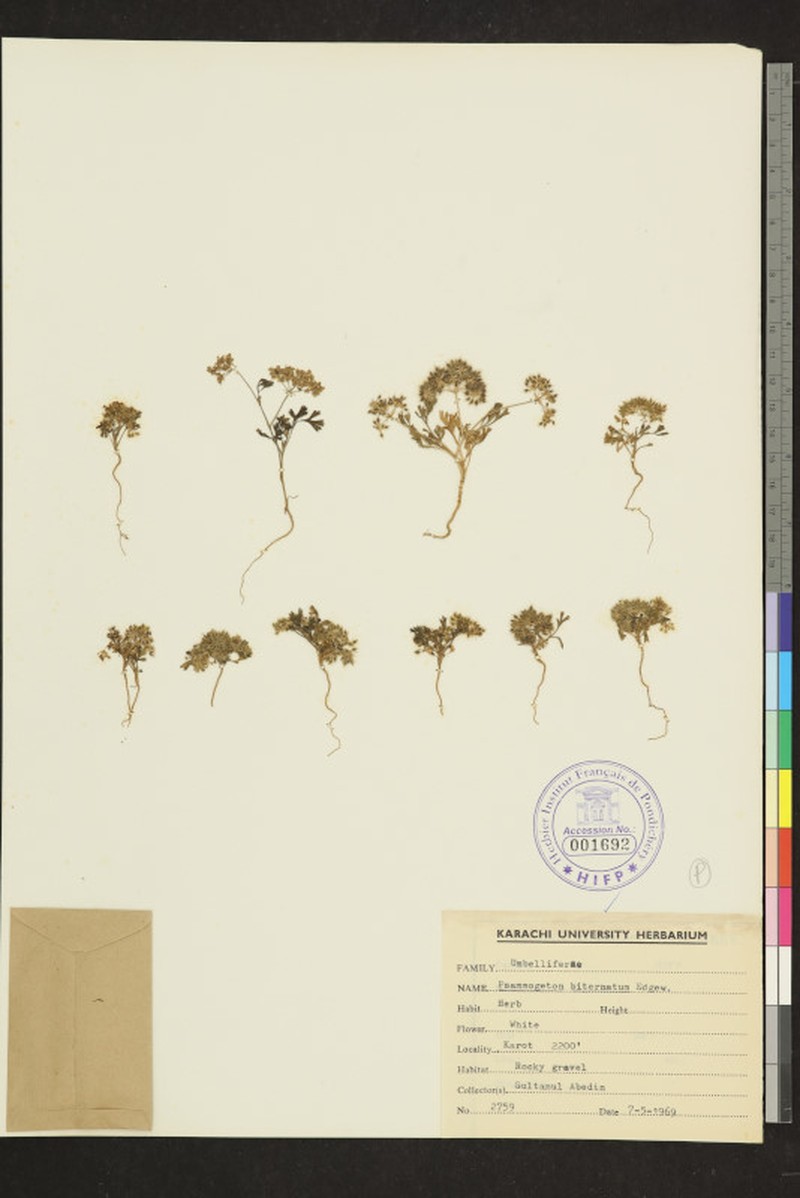 Psammogeton canescens subsp. canescens photo 3