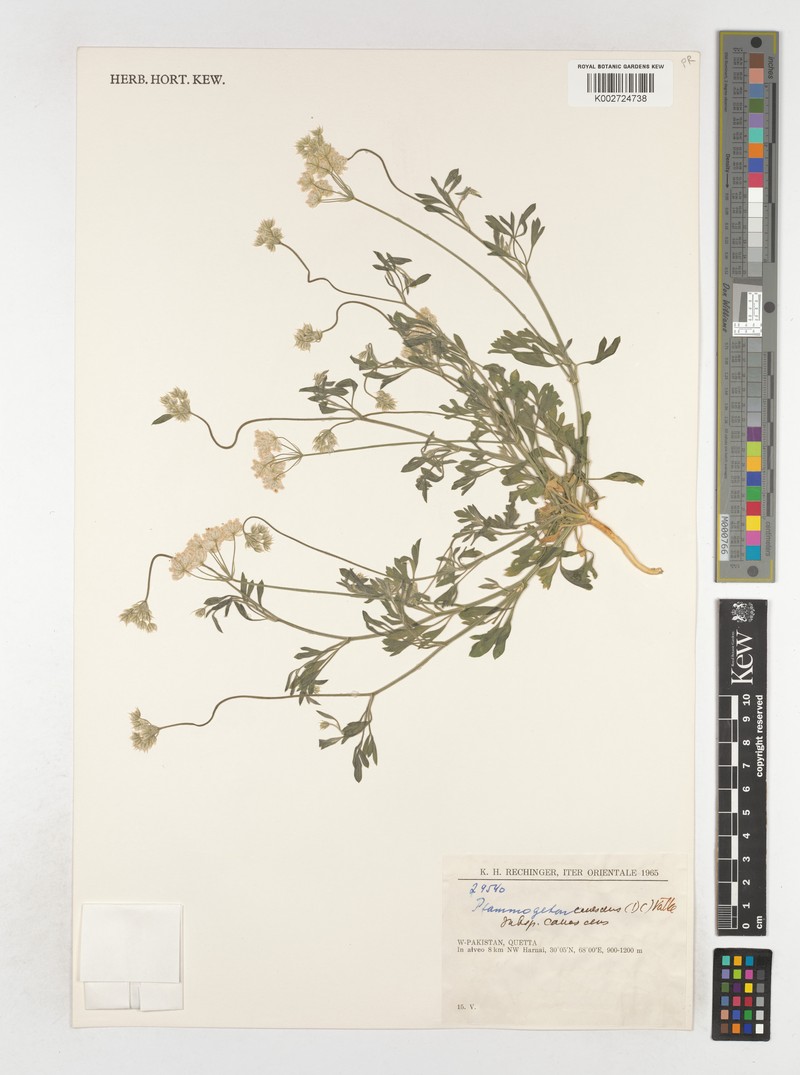 Psammogeton canescens subsp. canescens photo 4