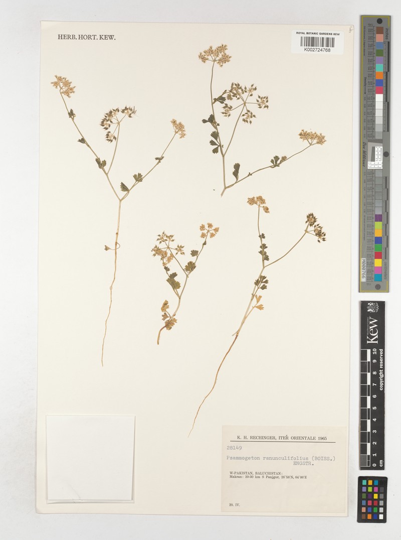 Psammogeton ranunculifolius