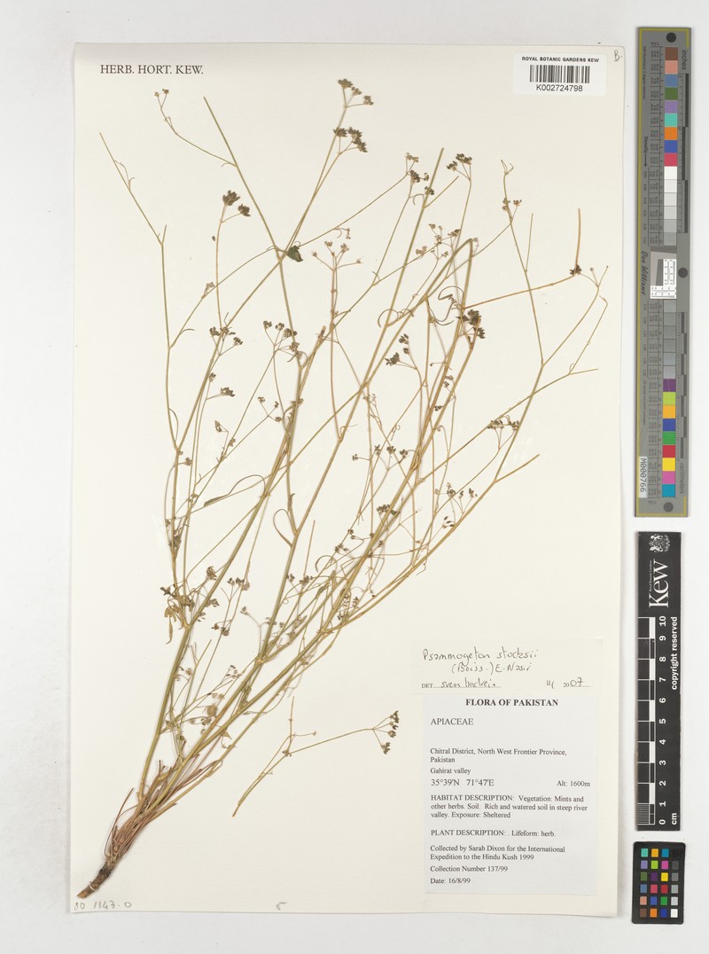 Psammogeton stocksii