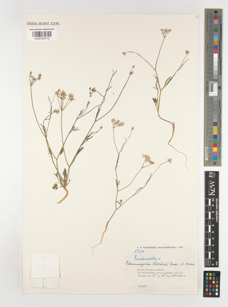 Psammogeton stocksii photo 2