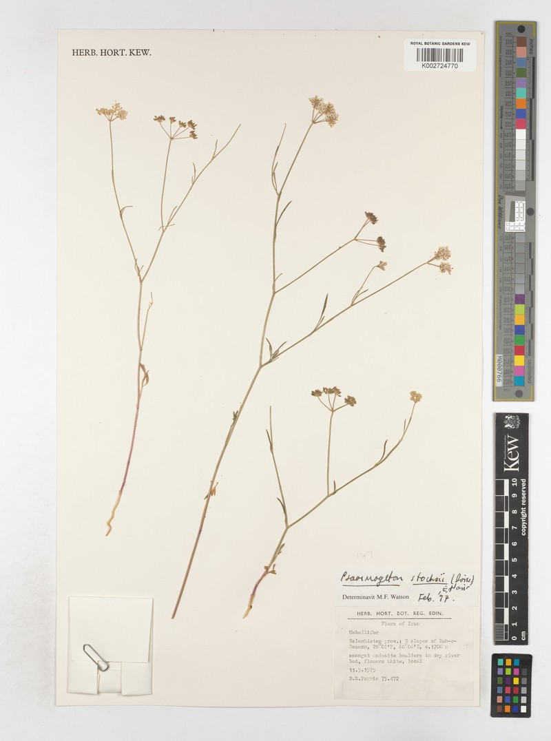 Psammogeton stocksii photo 3