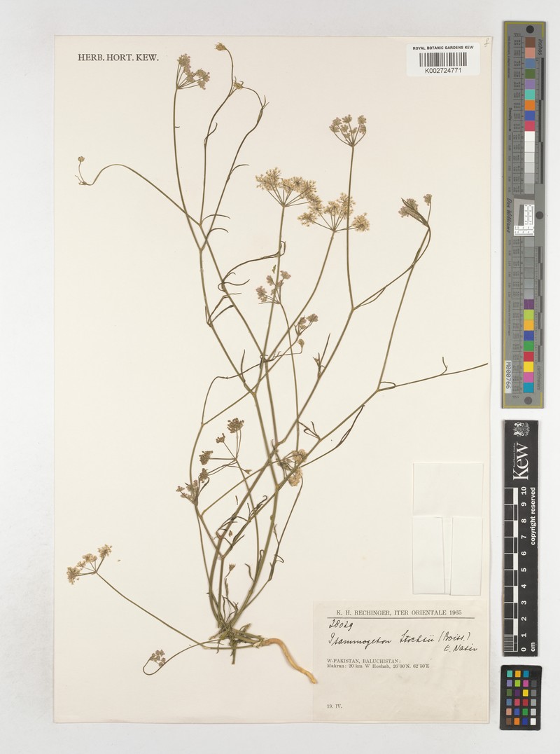 Psammogeton stocksii photo 4