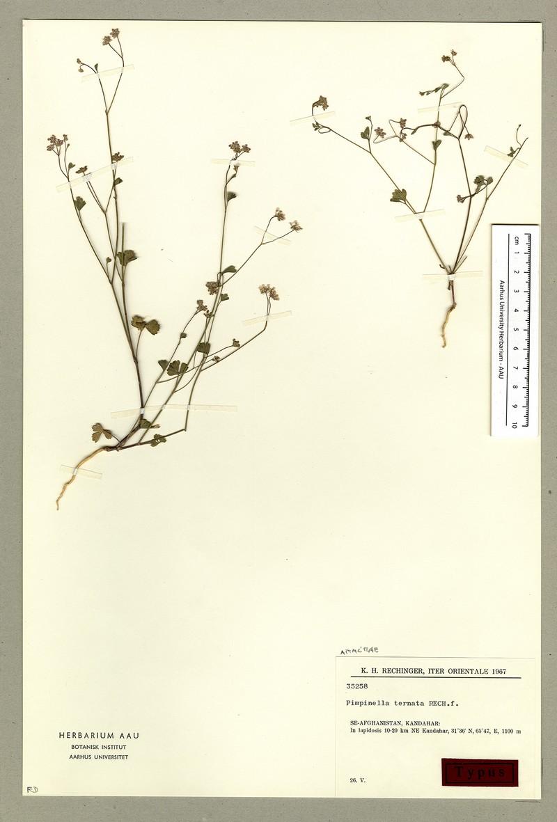 Psammogeton ternatus