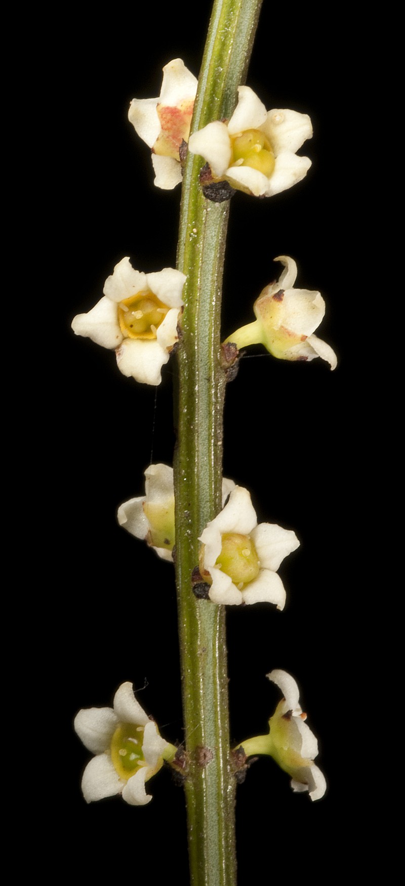 Psammomoya choretroides