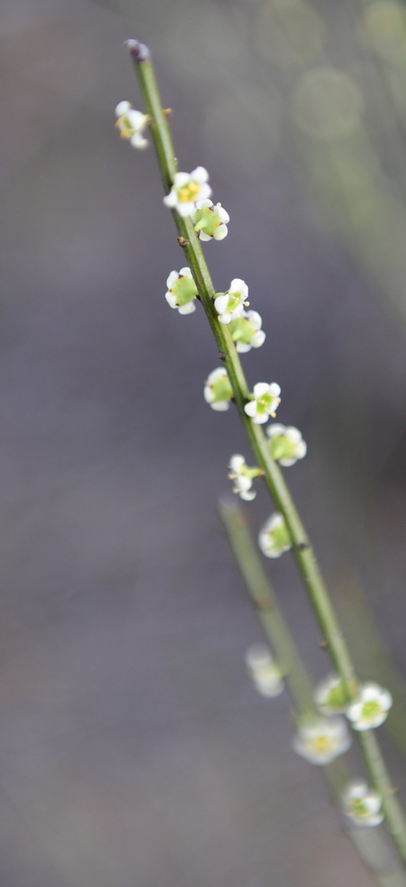Psammomoya choretroides photo 2