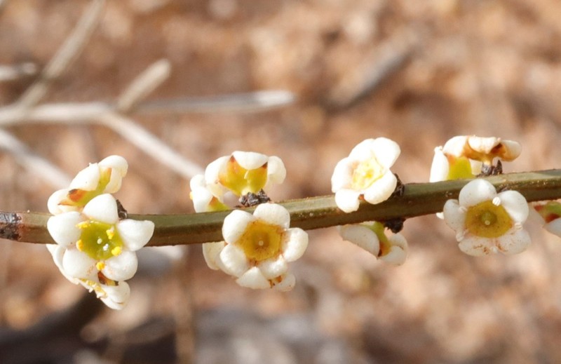 Psammomoya choretroides photo 3