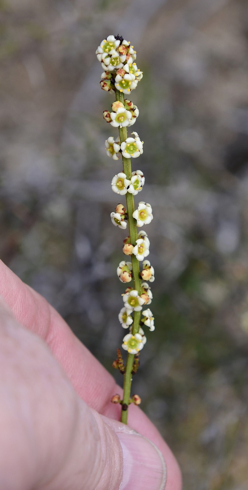 Psammomoya choretroides photo 4
