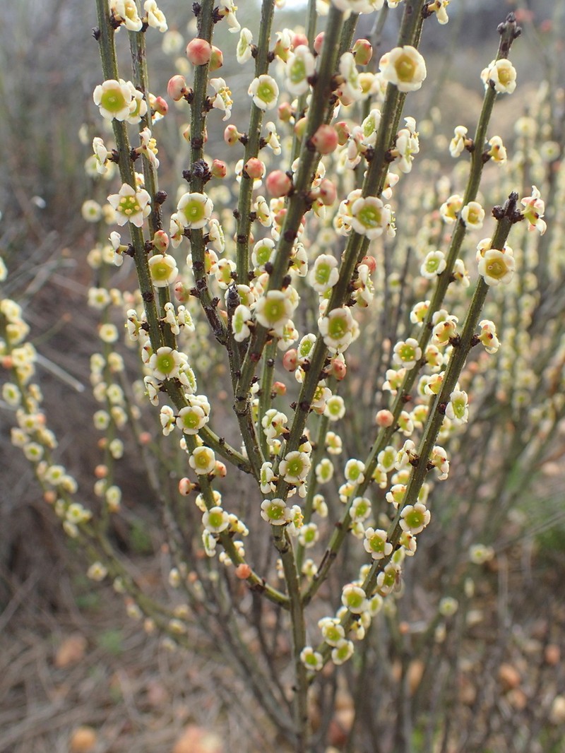 Psammomoya choretroides photo 5