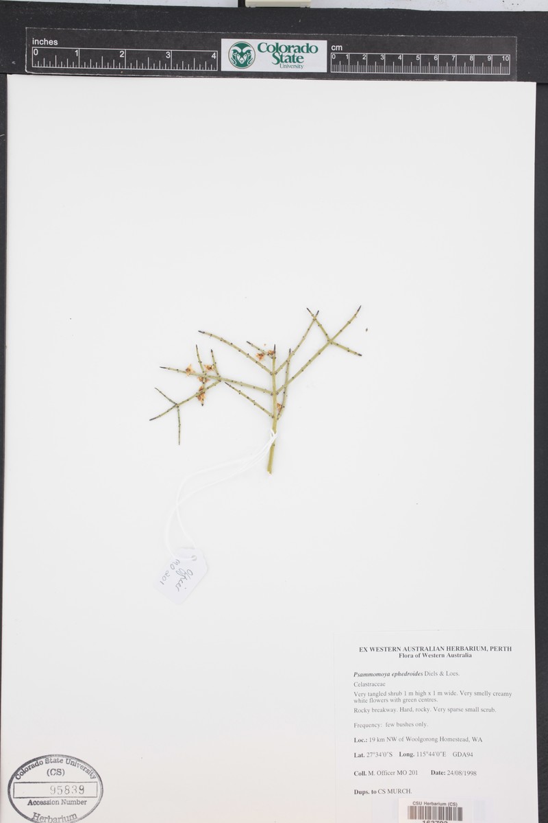 Psammomoya ephedroides