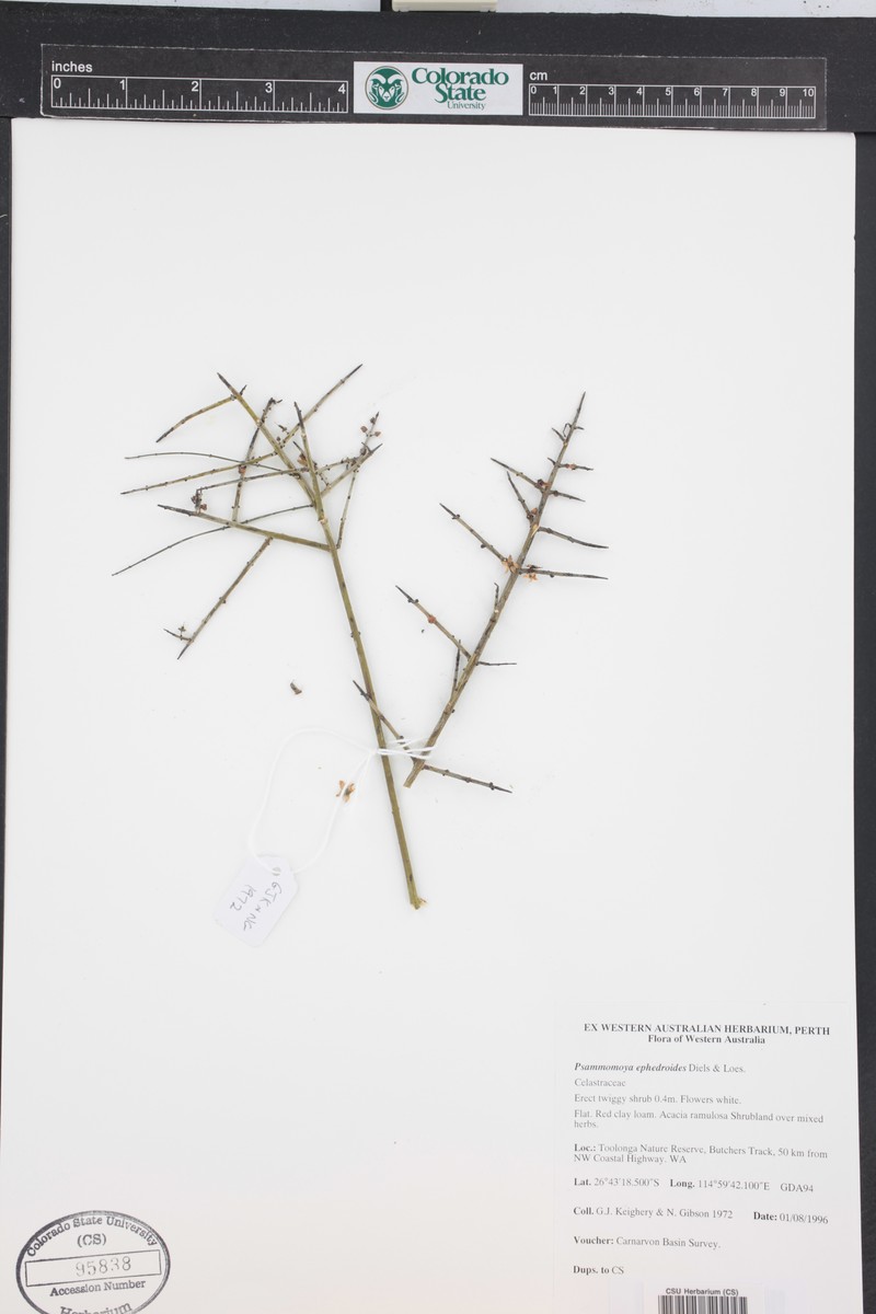Psammomoya ephedroides photo 2