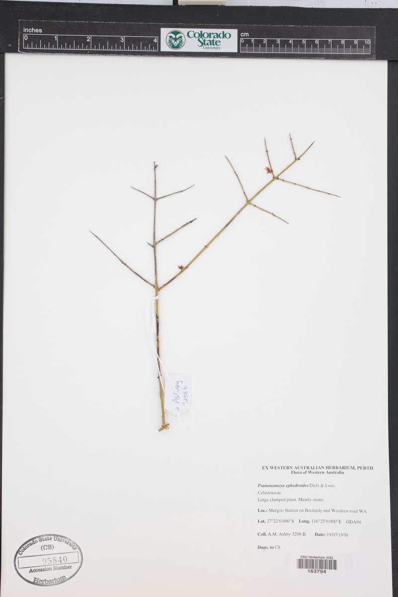 Psammomoya ephedroides photo 3