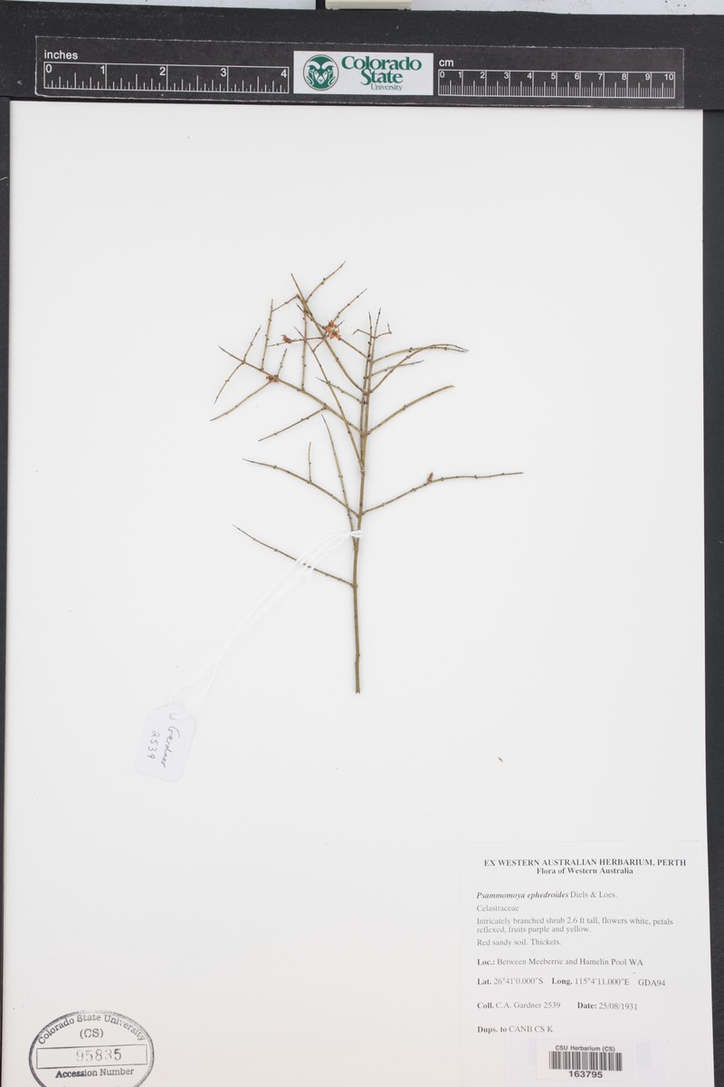 Psammomoya ephedroides photo 4