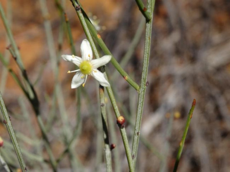 Psammomoya grandiflora
