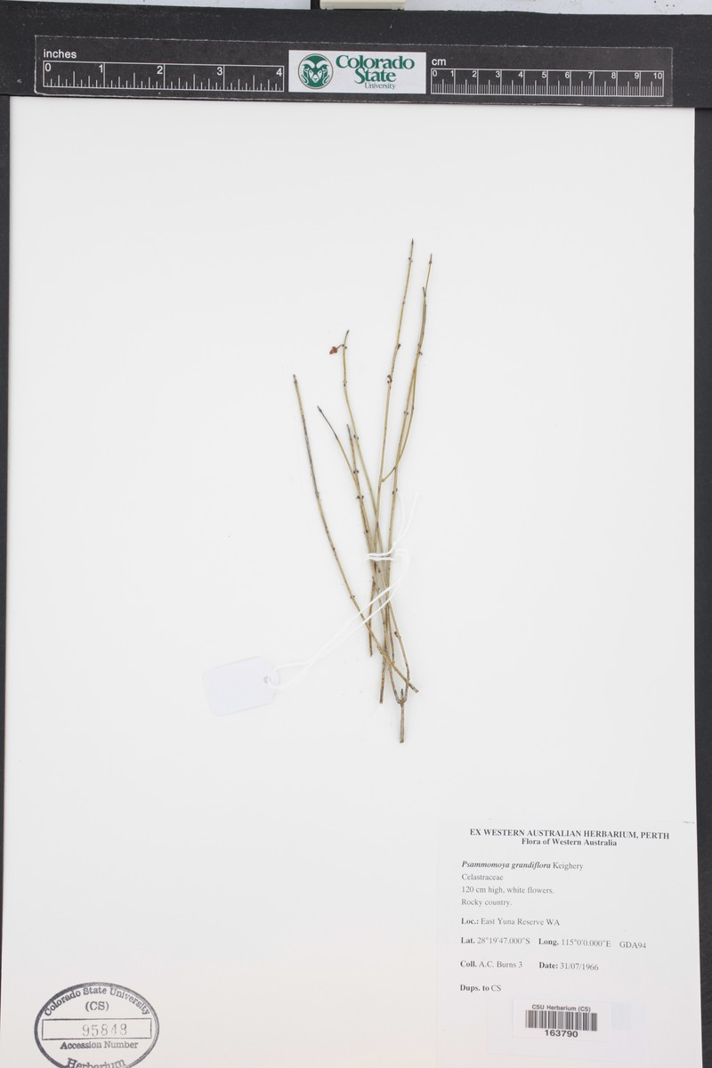 Psammomoya grandiflora photo 2