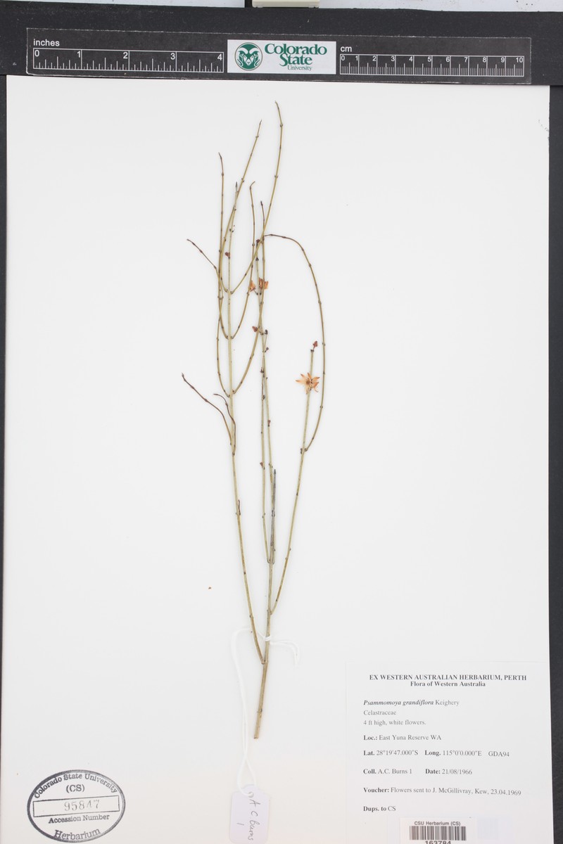 Psammomoya grandiflora photo 3