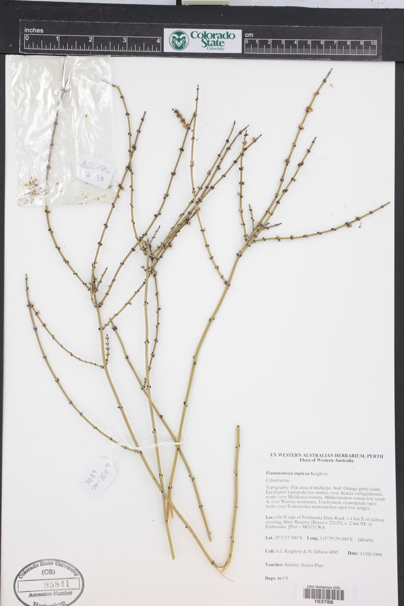 Psammomoya implexa