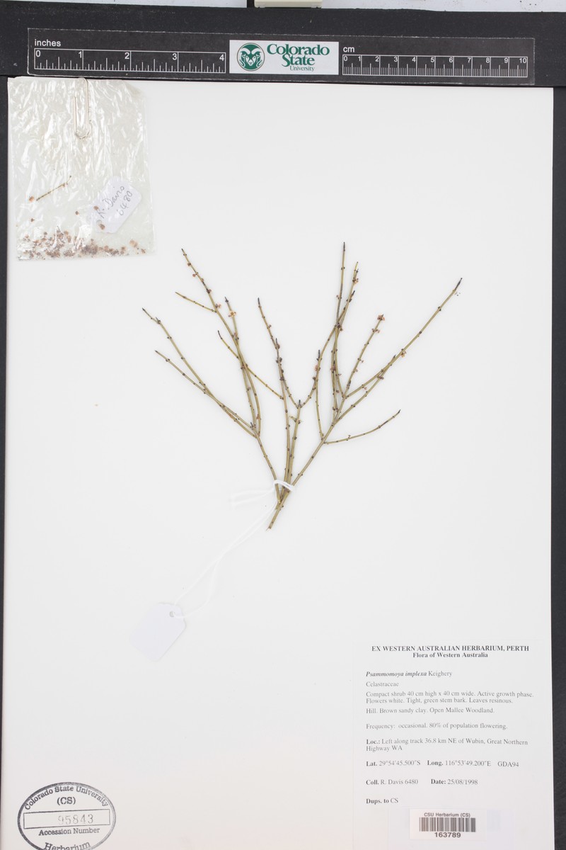 Psammomoya implexa photo 2