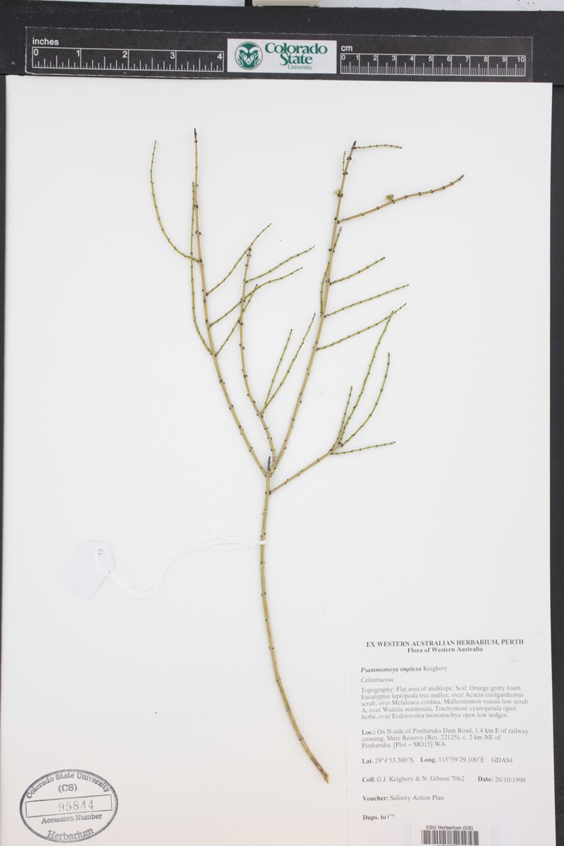 Psammomoya implexa photo 3