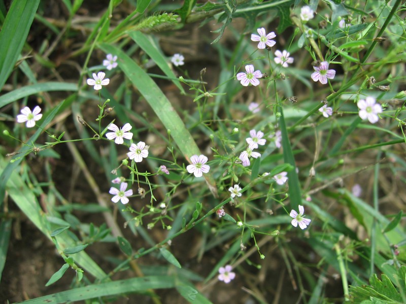 Low Baby's-Breath