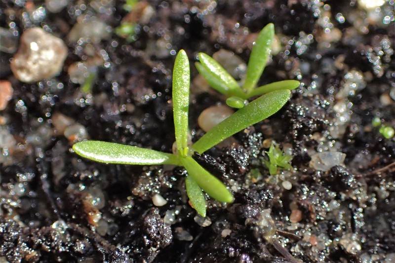 Low Baby's-Breath photo 5