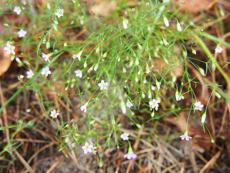 Low Baby's-Breath photo 6