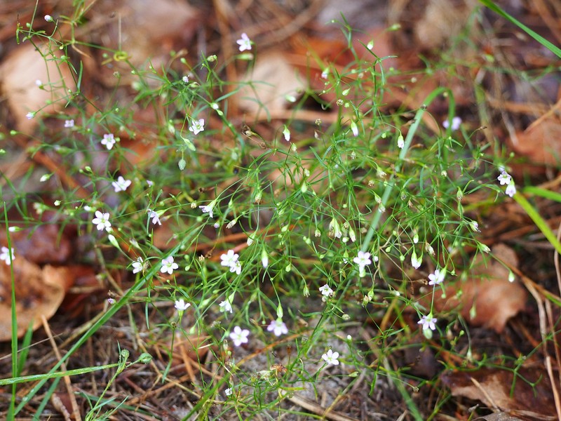Low Baby's-Breath photo 7