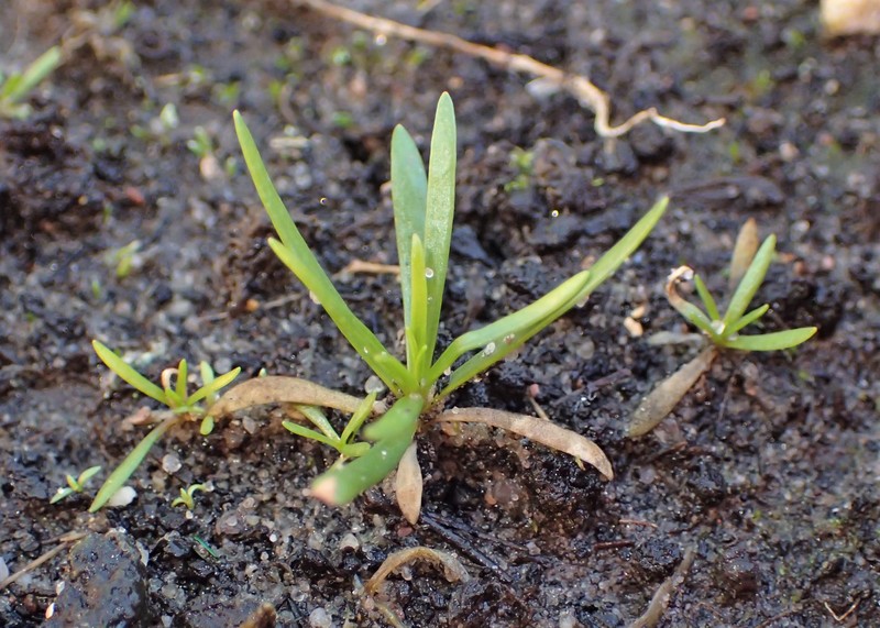 Low Baby's-Breath photo 8