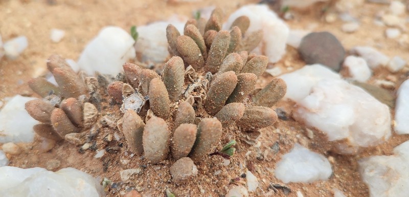 Psammophora longifolia photo 2