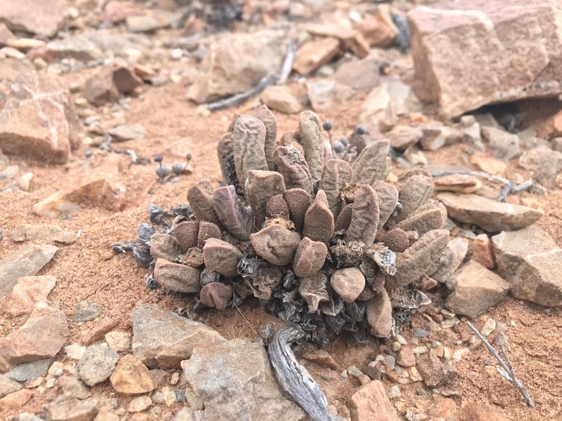 Psammophora longifolia photo 3