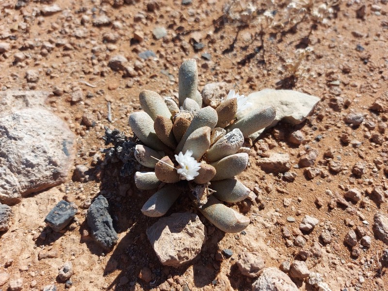 Psammophora longifolia photo 4
