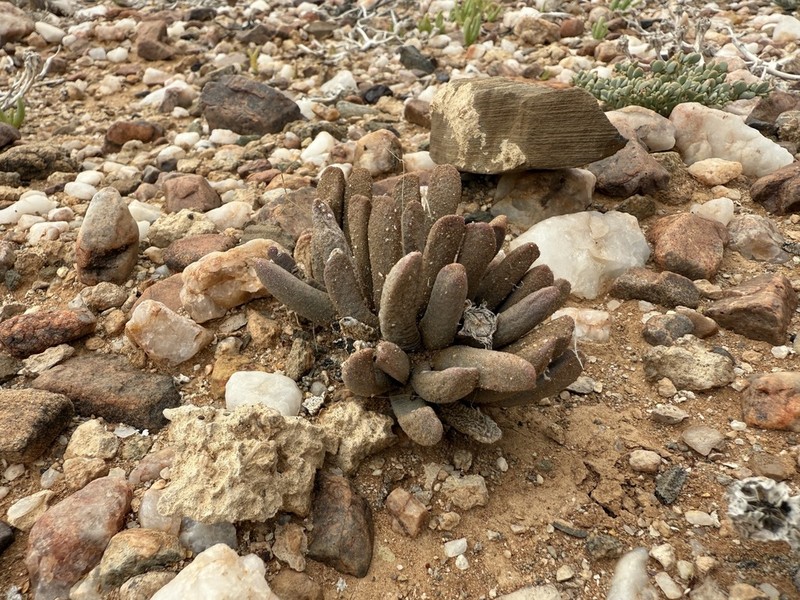 Psammophora longifolia photo 5