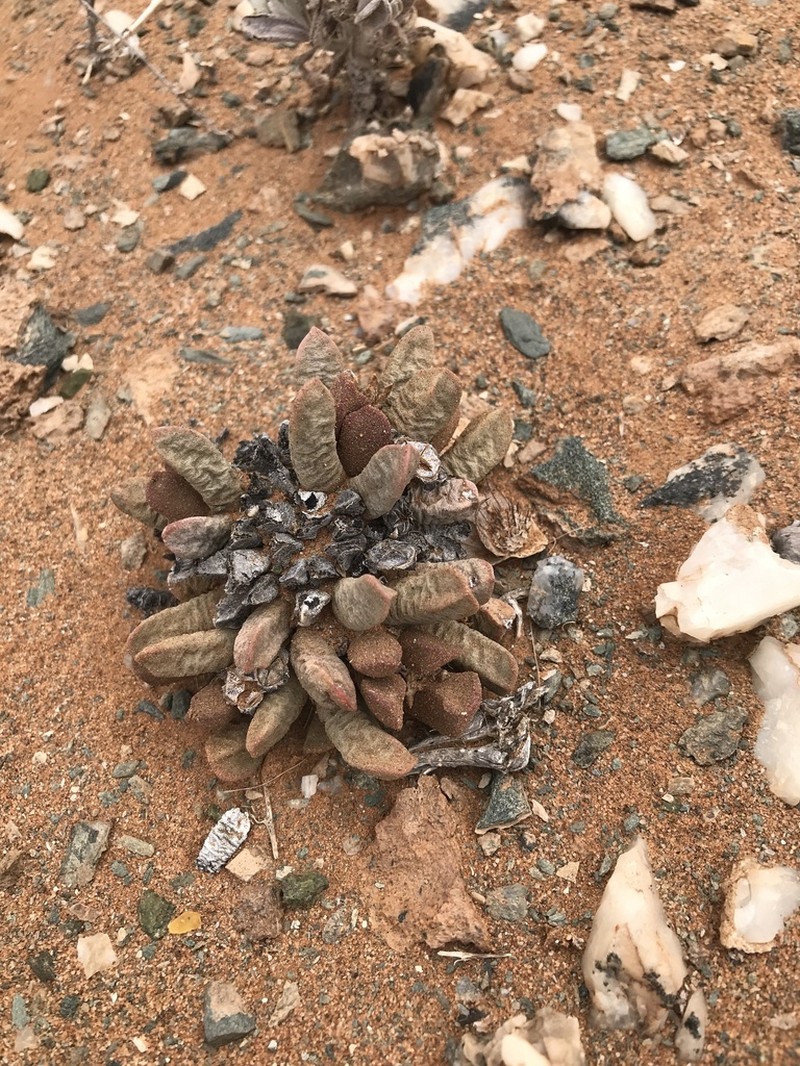 Psammophora longifolia photo 6