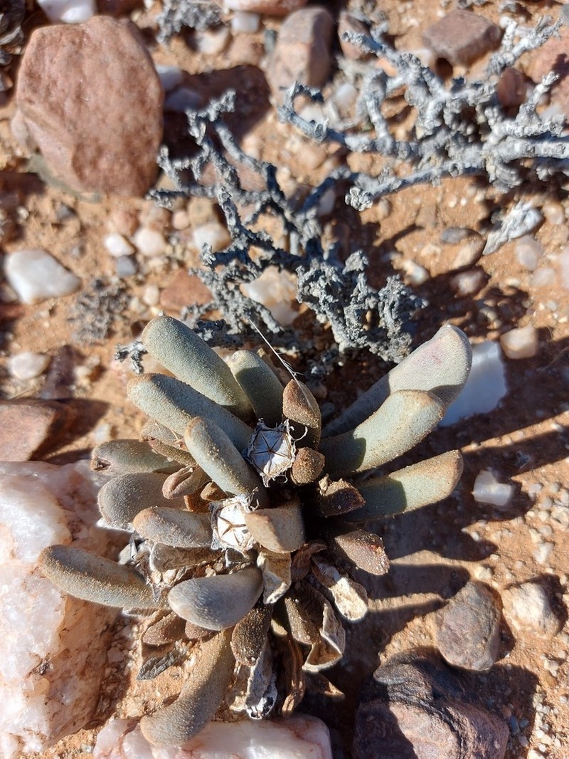 Psammophora longifolia photo 8