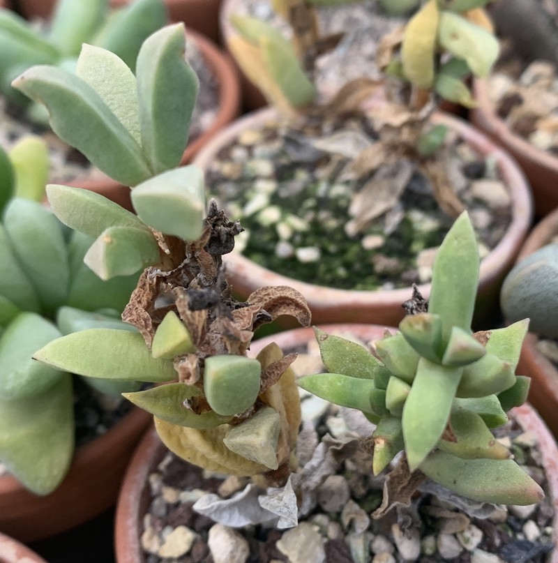 Psammophora modesta photo 2