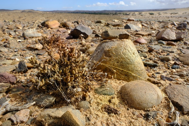 Psammophora modesta photo 3