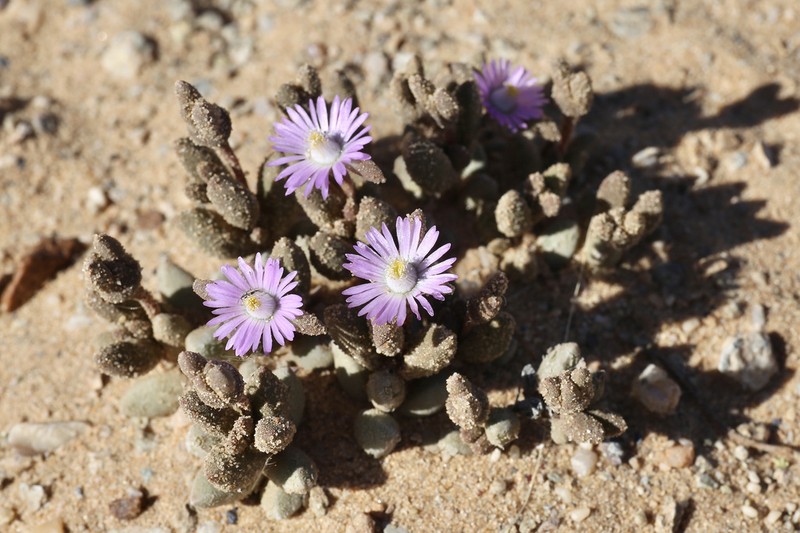 Psammophora modesta photo 4