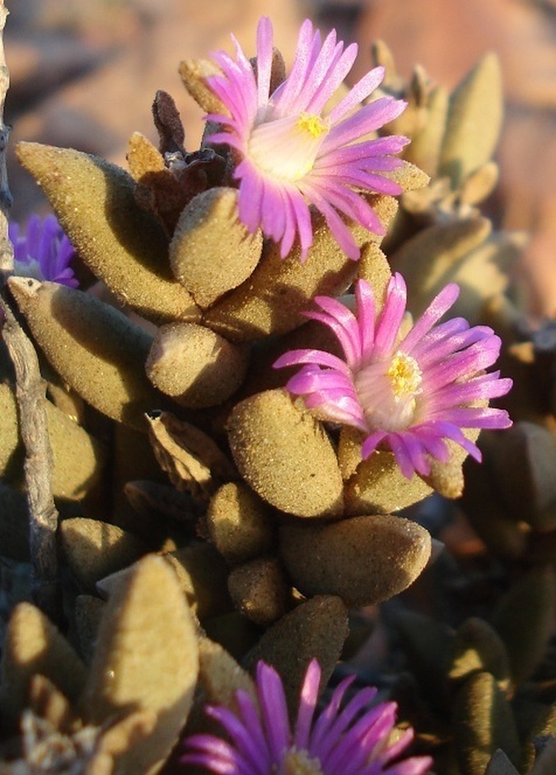 Psammophora modesta photo 5