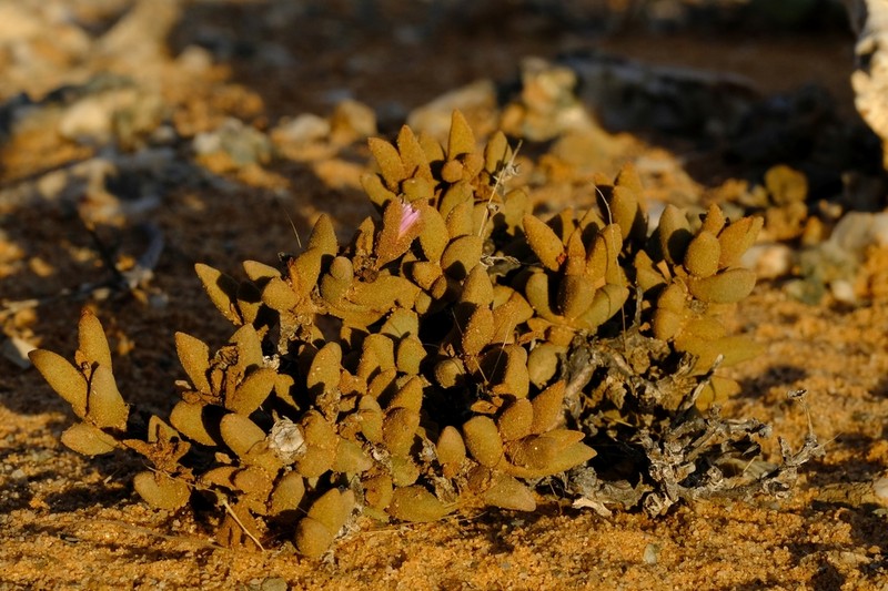 Psammophora modesta photo 6