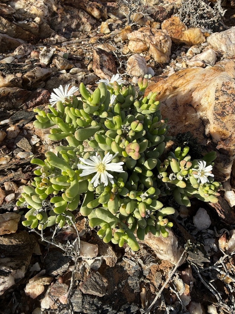 Psammophora saxicola
