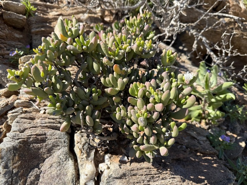 Psammophora saxicola photo 2