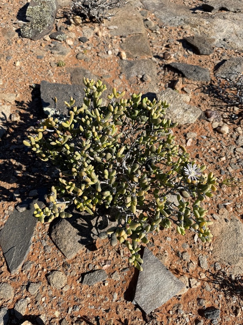 Psammophora saxicola photo 3