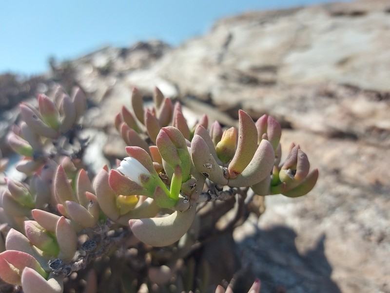 Psammophora saxicola photo 4