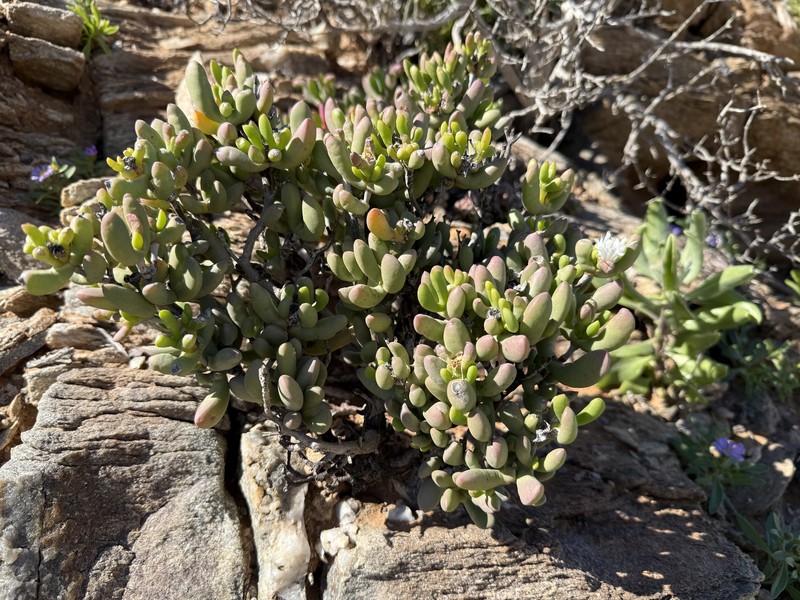 Psammophora saxicola photo 7