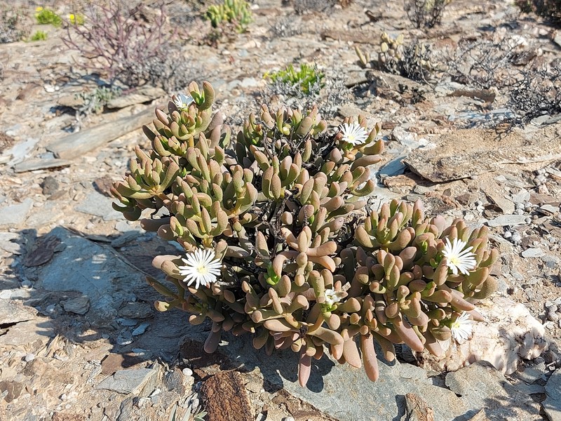 Psammophora saxicola photo 8