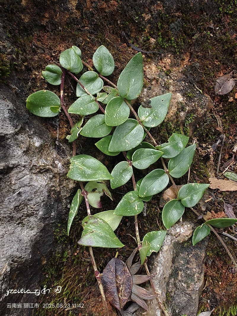 Psammosilene tunicoides