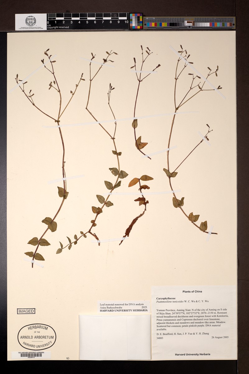 Psammosilene tunicoides photo 2