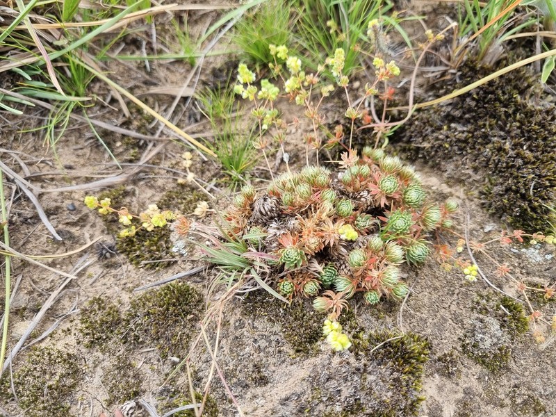 Psammotropha mucronata