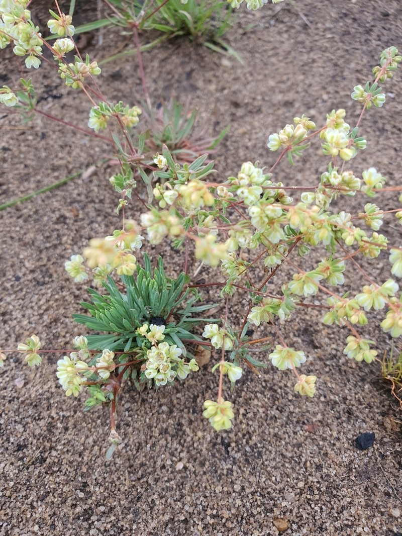 Psammotropha mucronata photo 2